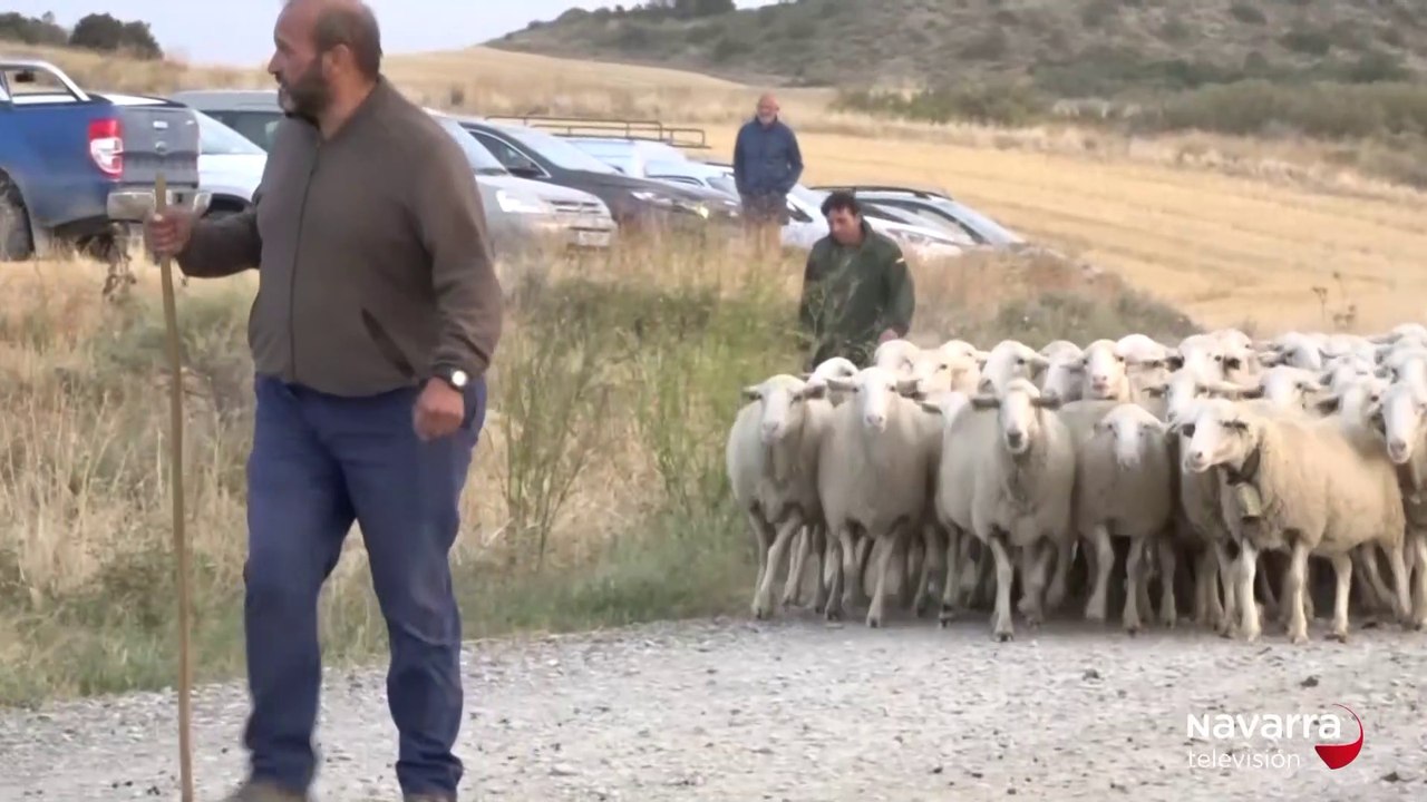 La trashumancia llega a las Bardenas Reales