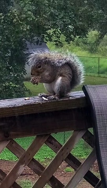 Squirrel Has a Tailbrella