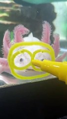 Boop the Axolotl Holds Still to Turn into Mini Boss Character