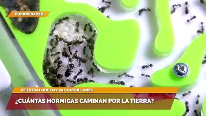 ¿Cuántas hormigas caminan por la Tierra?