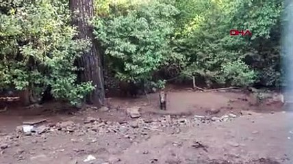 Marmaris'te yangının acı bilançosu açıklandı