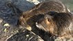 Umweltschutz: Die Stadt Essen eröffnet die Jagd auf Nutrias