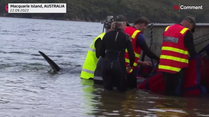 Rescuers save whales in Australian mass stranding "hotspot"