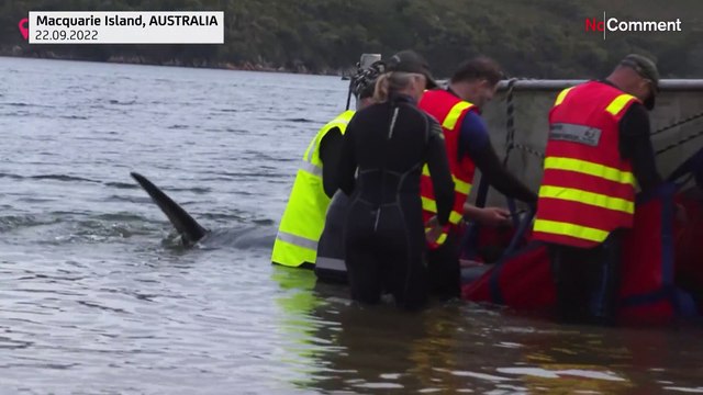 Rescuers save whales in Australian mass stranding hotspot