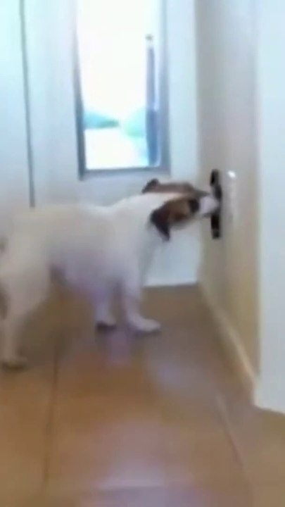 best dog training video