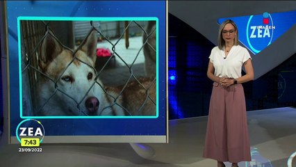 Perros y gatos son regresados a albergues tras la pandemia