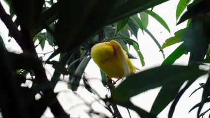 Bird is yellow colours on the trees