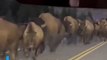 Bison herd thunders past tourists, shakes bridge in Yellowstone _ USA TODAY #Shorts