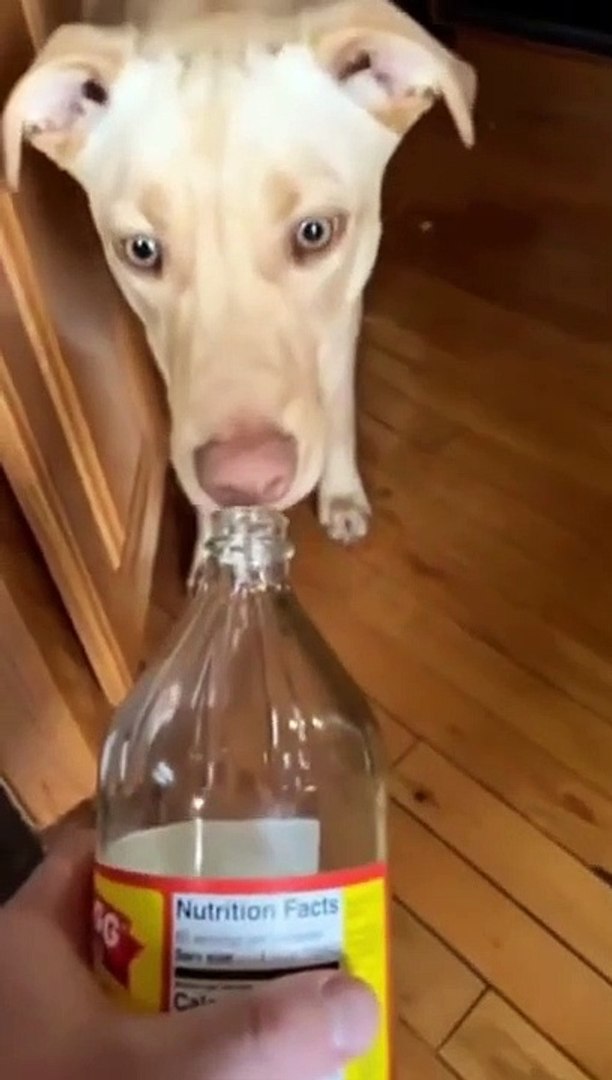 Cute little animal fails and funny moments