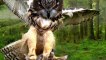 Funny animals videos with sounds around us owl, goat, rhino, monkey,lion| Familiar animal sounds| Cute animals with their videos and sounds