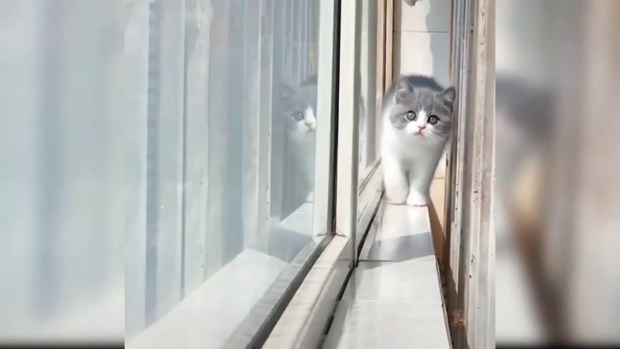 Funny cat video 2022