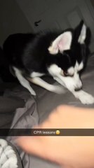 Funniest PET Videos Ever!!  (Best Compilation of Funny ANIMALS) 