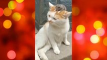 Funny Animals | Funny Cats and Dogs Video | English and Hindi Compilation 2022 (Par-1) #cat #dog #catfunnyvideo
