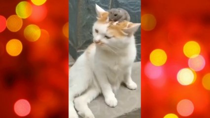 Funny Animals | Funny Cats and Dogs Video | English and Hindi Compilation 2022 (Par-1) #cat #dog #catfunnyvideo