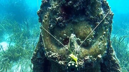 Fé e arte pela natureza