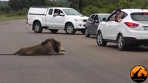 Ce lion rappelle aux touristes qui est le boss de la savane