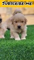 Golden retriever puppies||funny dog videos
