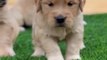 Golden retriever puppies||funny dog videos