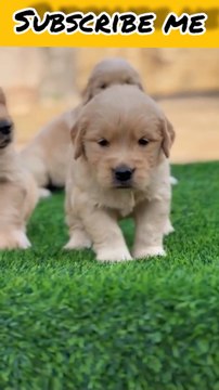 Golden retriever puppies||funny dog videos