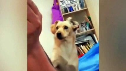 Funniest Animals Video - Funny Dogs And Cats - Try Not To Laugh Animals 2022