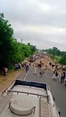 गौशाला संचालकों ने सैकड़ों गायों को सडक़ों पर छोड़ा, किया प्रदर्शन
