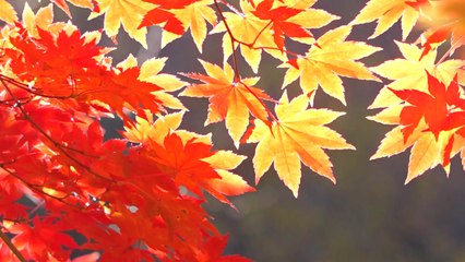 붉은 옷 갈아입기 시작한 설악산...다음 주 '첫 단풍' 예상 / YTN