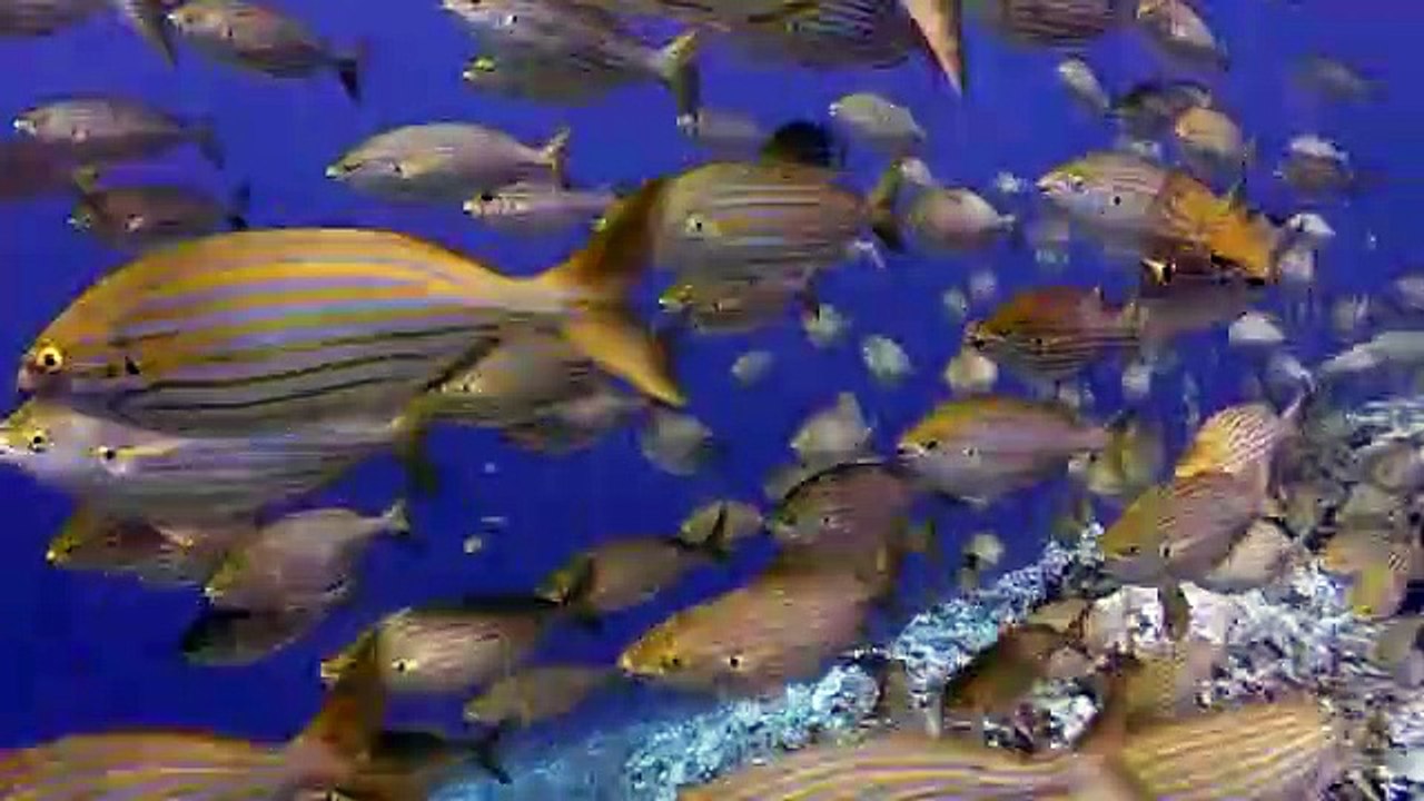 Fishes and diving