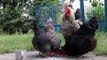 So cute and beautiful Hen,Chicken and Rooster