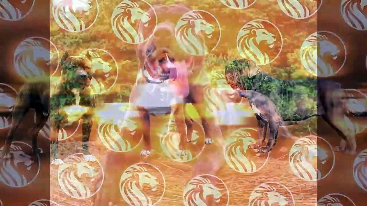 أكثر الكلاب الهجينة رعبا الموجودة بالفعل