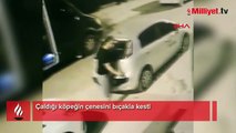 Çaldığı köpeğin çenesini bıçakla kesti