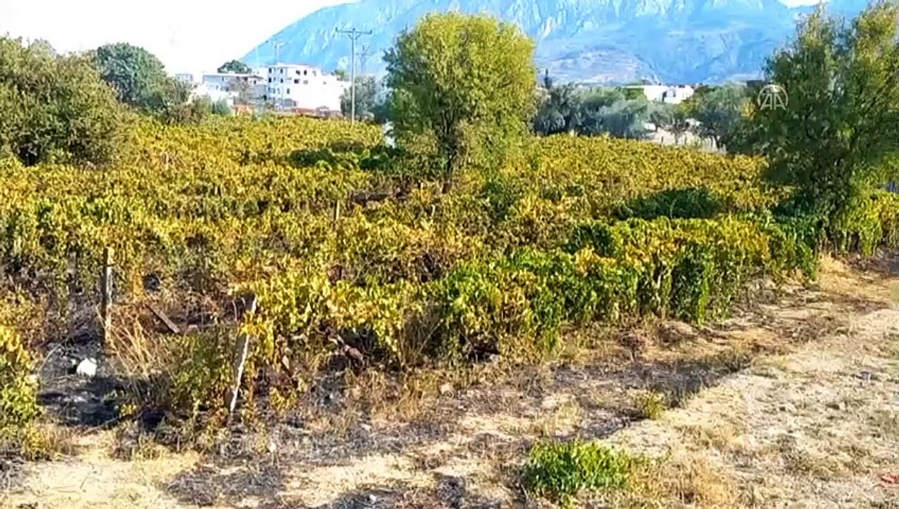 Manisa'da Üzüm Bağında Çıkan Yangın İtfaiye Ekiplerinin Müdahalesiyle Söndürüldü!