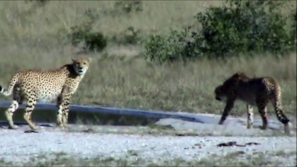 2 Cheetah Drinking at Kwaggaspan