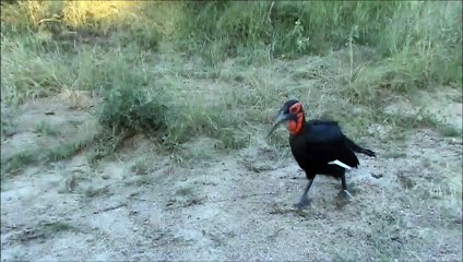 4 Ground Hornbills - 27 April 2012 - Kruger Sightings