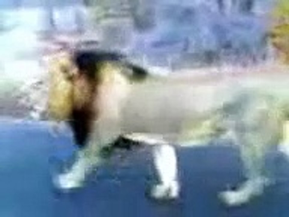 Big Male Lion Roaring Next to the Car - Kruger Sightings