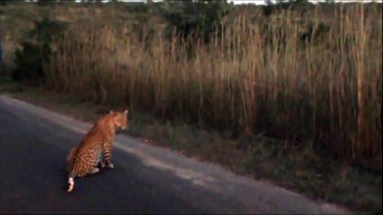 2 Leopards Together - 27 April 2012 - Kruger Sightings