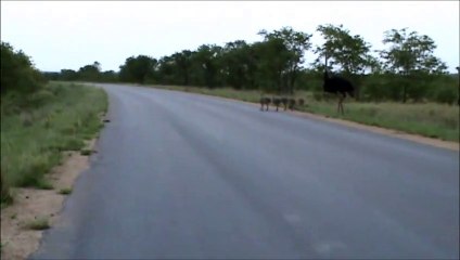 Kruger Sightings - Ostrich Family Runnin In The Road - 6 December 2011