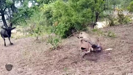 Death war! Leopard and lion attack wildebeest   Wild Animal 2022