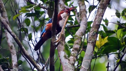 Kingfisher Epic - Documentary About Kingfisher Of Prey