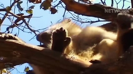 Lion Lost One Leg Due To Crocodile Surprise Attack When Crossing The River► Deadlocked Life Begins