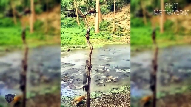 Crocodile's Bloody Slaughter With Monkeys Wild Animals Attack