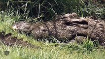 The Buffalo Family Swim Across The River Suddenly Being Attacked By Crocodiles So Frightful