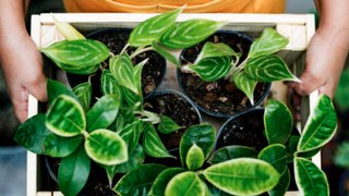 Experts Say These Are the Easiest Houseplants to Keep Alive