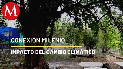 El Tempesquistle: adaptación al cambio climático | Conexión Milenio