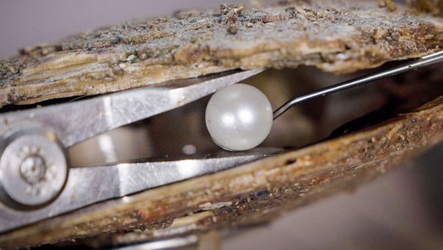 Why South Sea pearls are so expensive