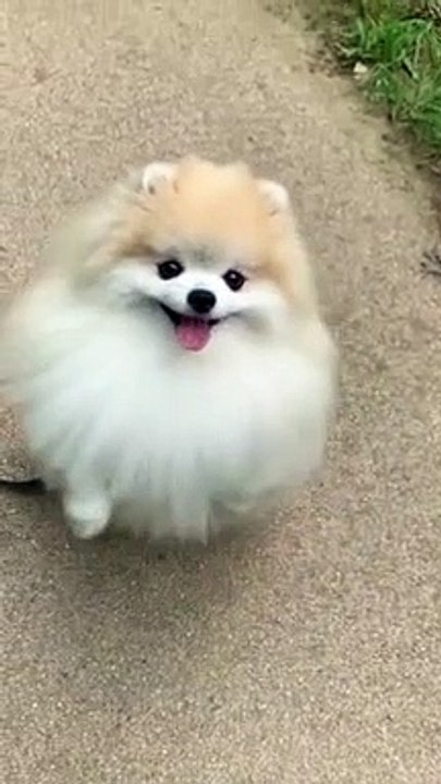 cute #dog short video- cute puppy shorts- #short #shortvideo #firstshortvideo #cutedog #dogs #shorts