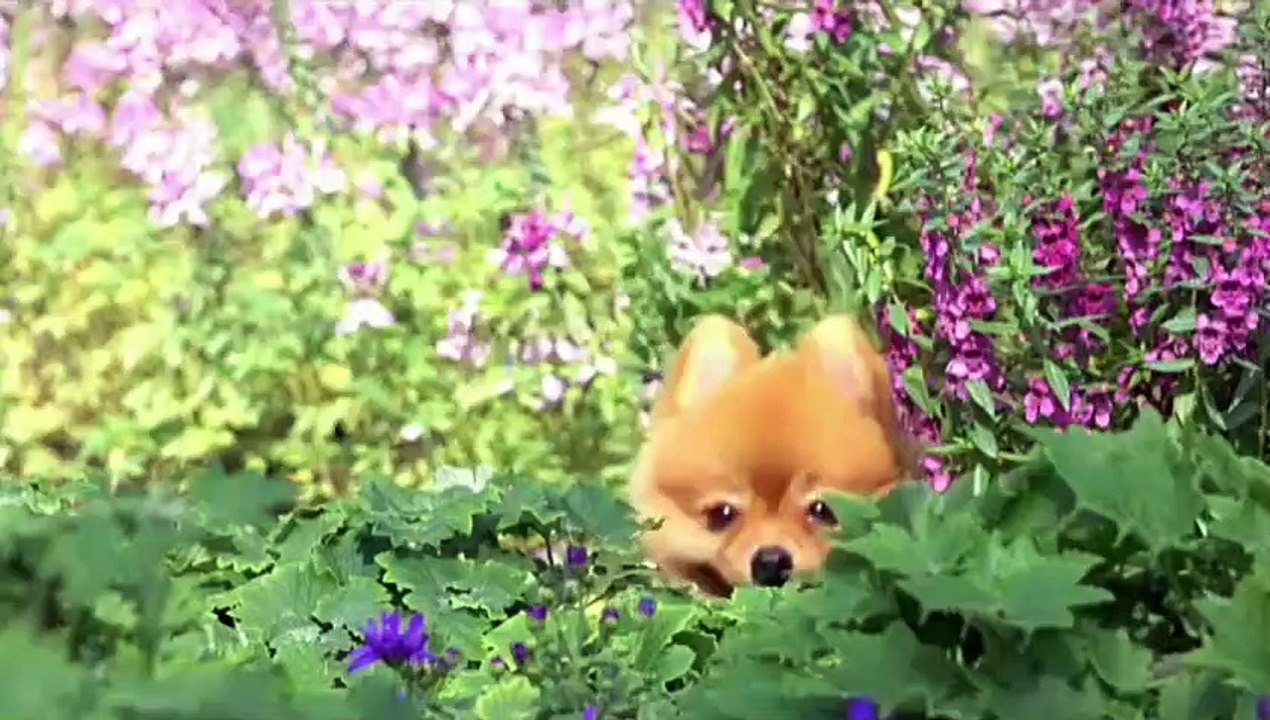 Cute Dogs Compilation - Funny Dog - Cute Puppy Dog pals#shorts