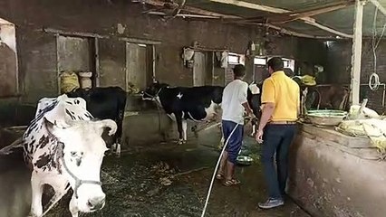 गोशालाओं में फैल रहा लंपी संक्रमण