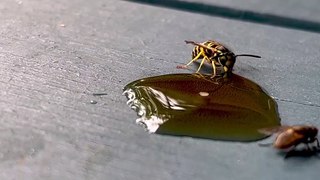 Daring housefly confronts ferocious yellowjacket wasp for cola spill