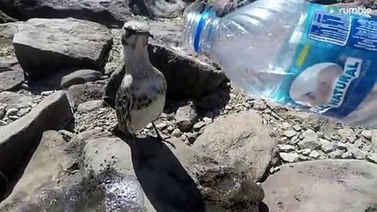 Tiny bird follows tourist to beg for a drink from his water bottle