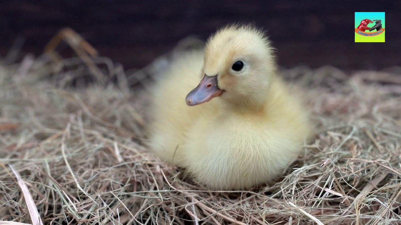Animal sounds around us, cow, chicken, pig, horse, dog, monkey, duck, tiger, hippo, bird